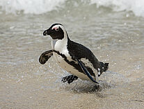 Pinguine 31