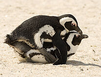 Pinguine 35