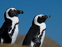 Pinguine 72