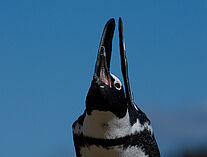 Pinguine 73