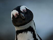 Pinguine 78