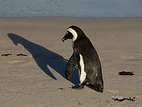 Pinguine 105