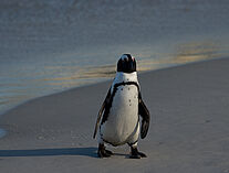Pinguine 106