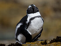 Pinguine 76