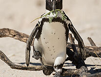 Pinguine 89