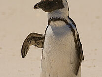 Pinguine 91