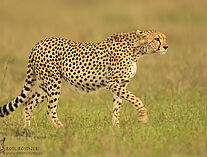 Gepard 35A4187