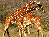 Giraffen 6126085-12