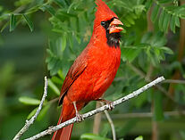 Roter-kardinal090411-4