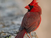 Roter-kardinal100411