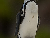Pinguine 12