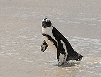 Pinguine 24