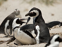 Pinguine 7