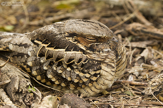 Pauraquenachtschwalbe