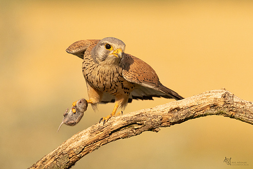 Turmfalke