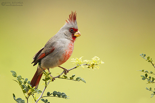 Schmalschnabelkardinal