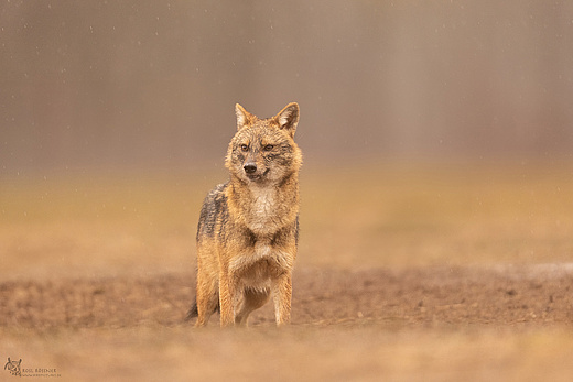 Goldschakal
