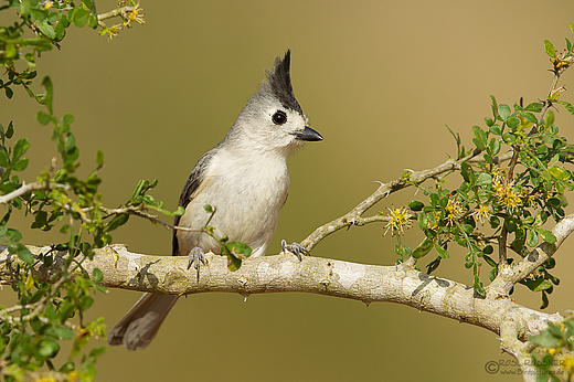 Schwarzhäubchenmeise