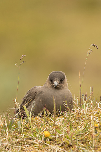 Schmarotzerraubmöwe