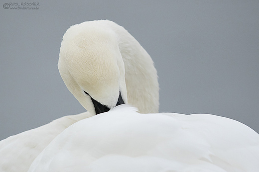 Höckerschwan