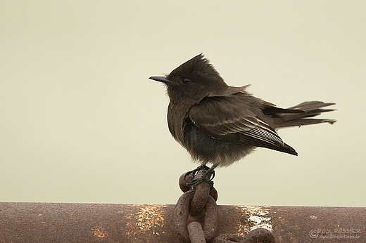 Schwarzkopf-Pheobetyrann