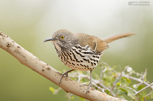 Langschnabel-Spottdrossel
