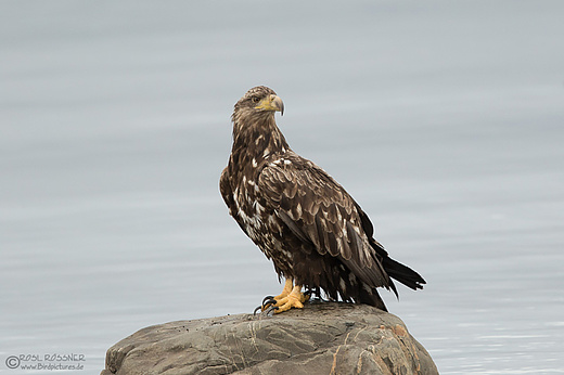 Europäischer Seeadler