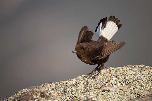 Trauersteinschmätzer