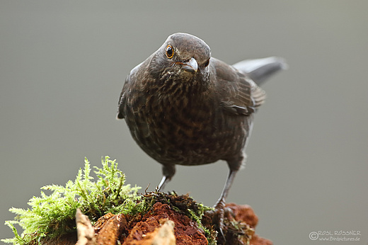 Amsel