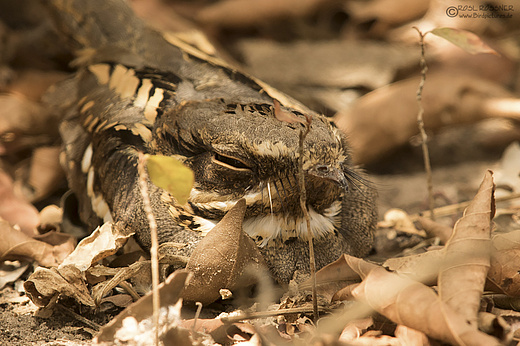 Schleppennachtschwalbe