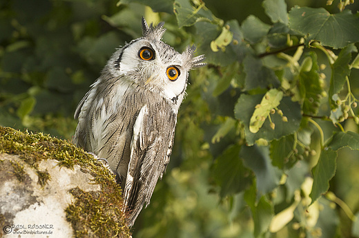 Weissgesichtseule
