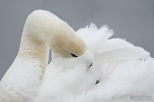 Höckerschwan