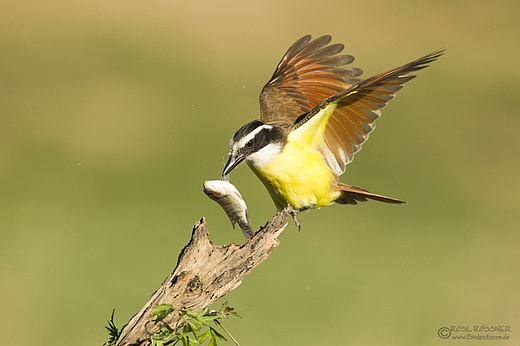 Schwefelmaskentyrann