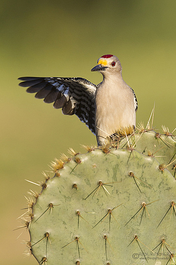Männlicher Goldstirnspecht