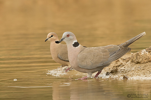 Brillentaube und Röteltaube