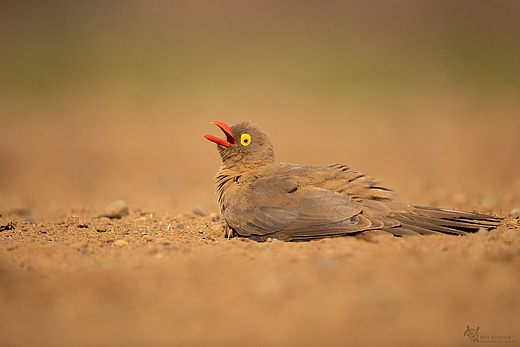Rotschnabel-Madenhacker