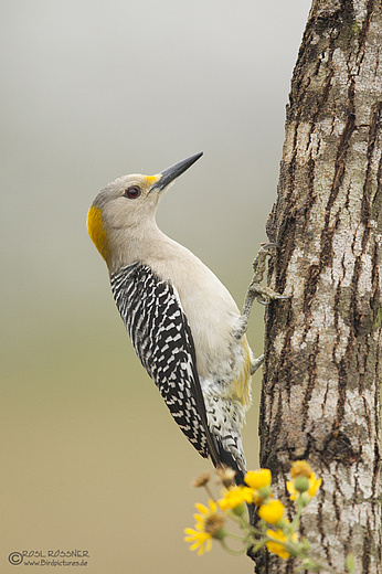 Weiblicher Goldstirnspecht