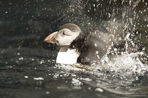 Zweijähriger Papageitaucher