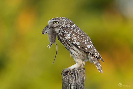 Steinkauz