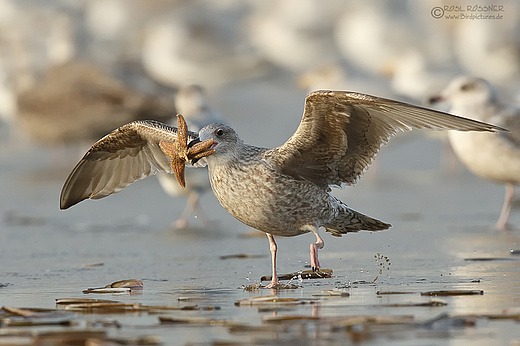 Silbermöwe mit Seestern