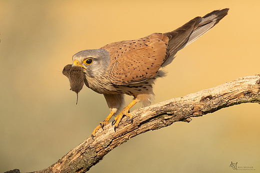 Turmfalke