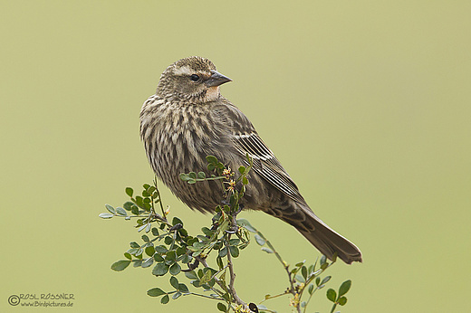 Rotschulterstärling