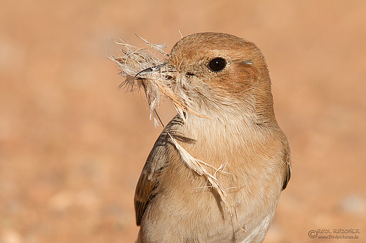 Fahlbürzelsteinschmätzer