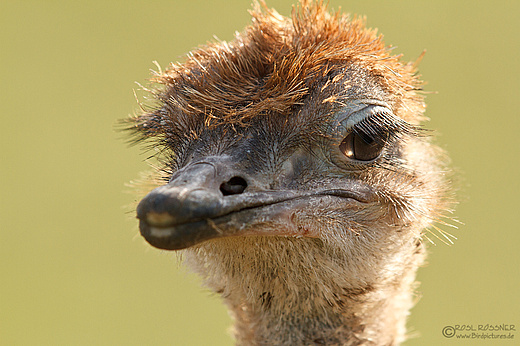 Afrikanischer Strauss, Jungvogel