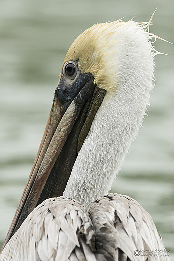 Braunpelikan