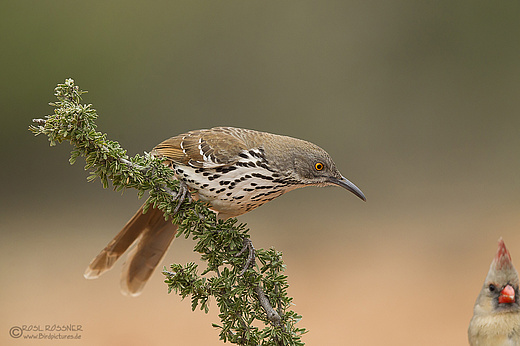 Langschnabel-Spottdrossel
