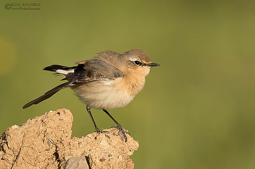 Steinschmätzerweibchen