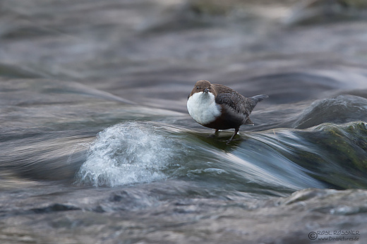 Wasseramsel