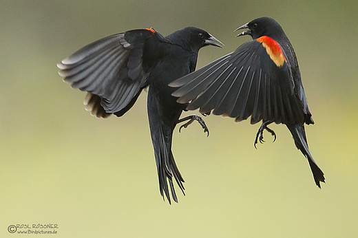 Rotschulterstärlinge