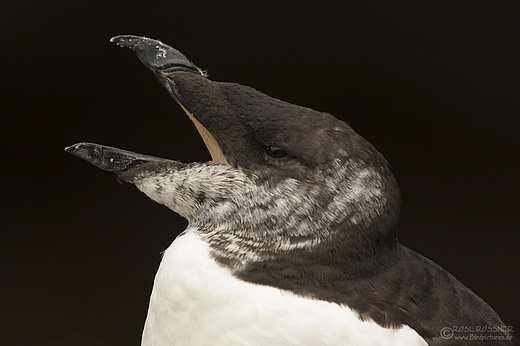 Zweijähriger Tordalk